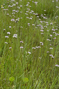 Image of grassleaf Barbara's buttons