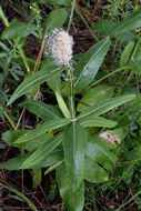 Image of dense-spike blackroot