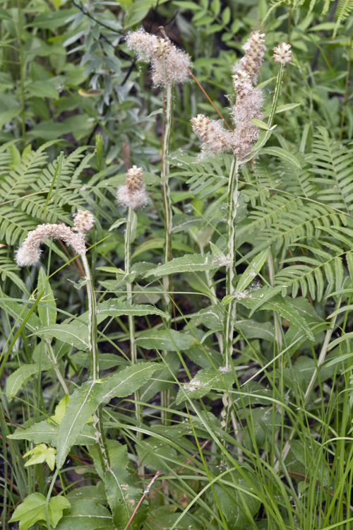 Image of dense-spike blackroot