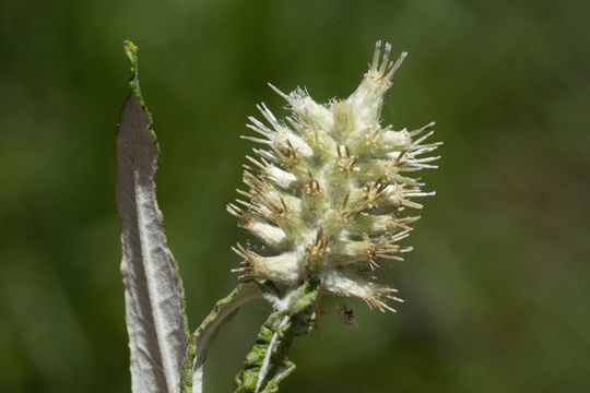 Image de Pterocaulon pycnostachyum (Michx.) Ell.