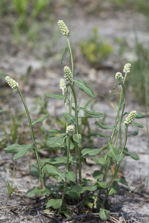 Image de Pterocaulon pycnostachyum (Michx.) Ell.