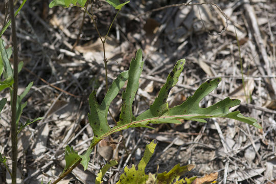 Image of kidneyleaf rosinweed