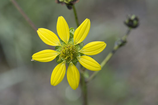 Imagem de Silphium compositum Michx.