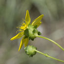 Imagem de Silphium compositum Michx.