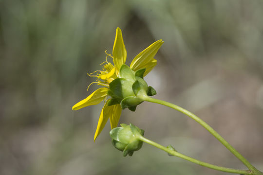 Image of kidneyleaf rosinweed