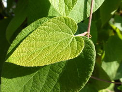 Plancia ëd Dalechampia dioscoreifolia Poepp.