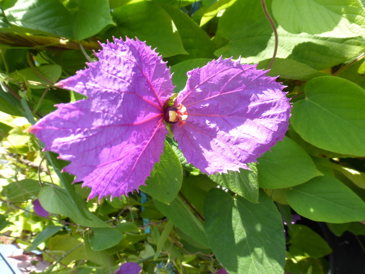 Plancia ëd Dalechampia dioscoreifolia Poepp.