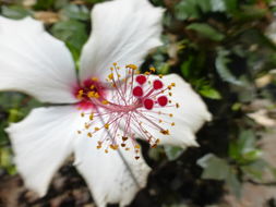 Image of Native Hawaiian White Hibiscus