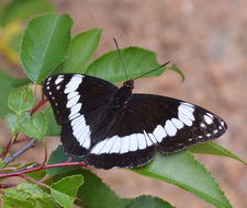 Image of Weidemeyer's Admiral