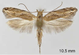 Image of Orophia