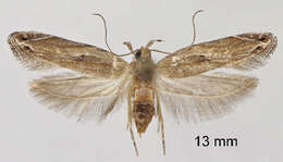 Image of Orophia