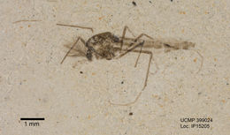 Image of midges