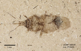 Image of hemipterans