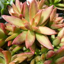 <i>Sedum adolphii</i>的圖片