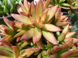 <i>Sedum adolphii</i>的圖片