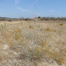 Sivun Stephanomeria exigua subsp. coronaria (Greene) Gottlieb kuva