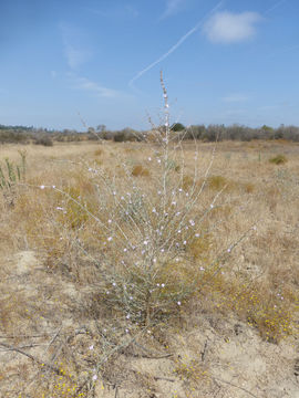 Image of whiteplume wirelettuce