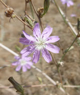 Image of whiteplume wirelettuce