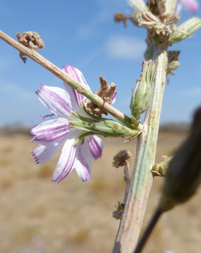 Sivun Stephanomeria exigua subsp. coronaria (Greene) Gottlieb kuva