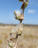 Image of whiteplume wirelettuce