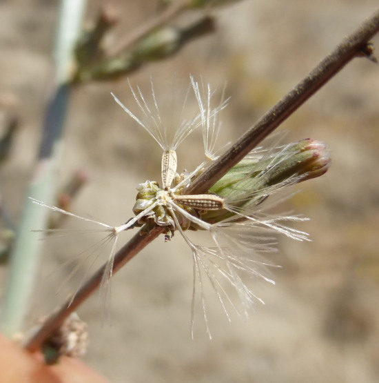 Image of whiteplume wirelettuce