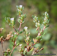 Image of European seaheath