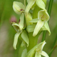 Image of <i>Platanthera <i>hyperborea</i></i> var. hyperborea