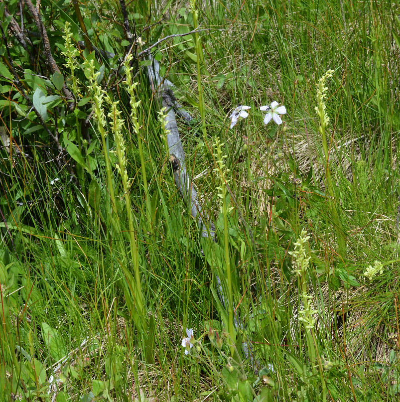 Image of <i>Platanthera <i>hyperborea</i></i> var. hyperborea