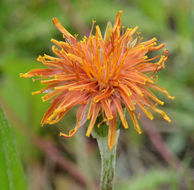 Image of orange agoseris