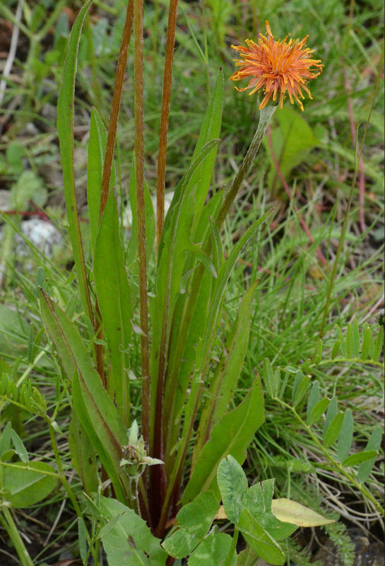 Image of orange agoseris