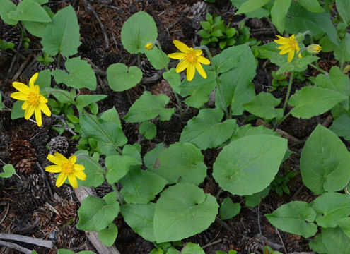 Image of heartleaf arnica