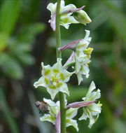 Image of alkali grass