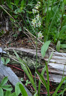 Image of alkali grass