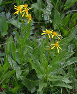 Image of arrowleaf ragwort