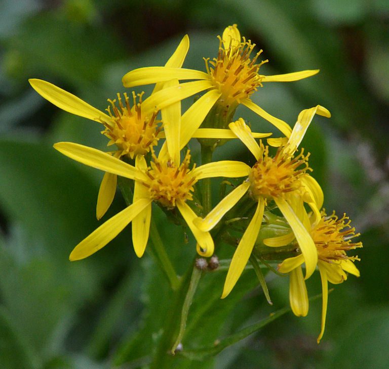 Image of arrowleaf ragwort