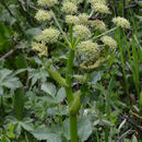 Image of Gray's angelica