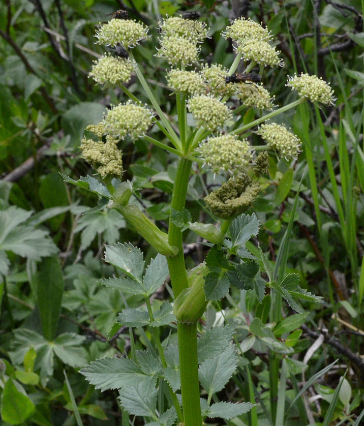 Image of Gray's angelica