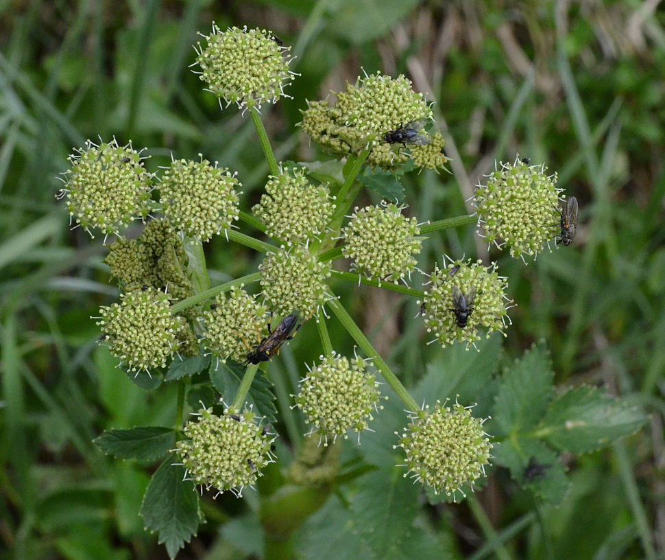 Image of Gray's angelica