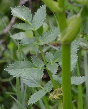 Image of Gray's angelica