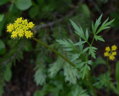 Image of alpine false springparsley