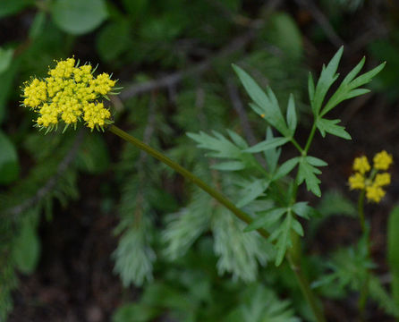 Imagem de Cymopterus lemmonii (J. M. Coult. & Rose) Dorn