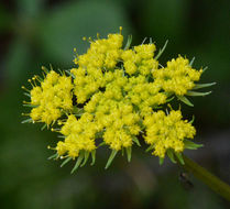 Imagem de Cymopterus lemmonii (J. M. Coult. & Rose) Dorn