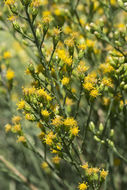 Plancia ëd Lepidospartum squamatum (A. Gray) A. Gray