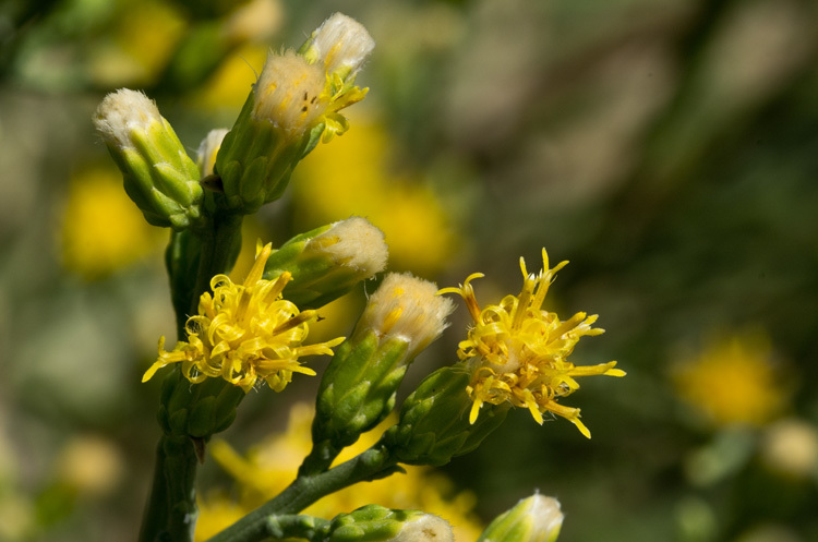 Image of California broomsage