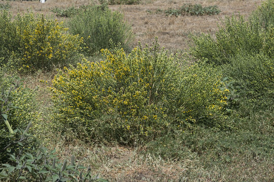 Lepidospartum squamatum (A. Gray) A. Gray resmi