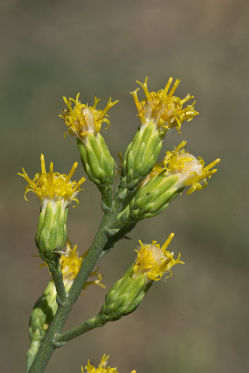 Image of California broomsage