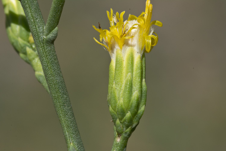 Image of California broomsage