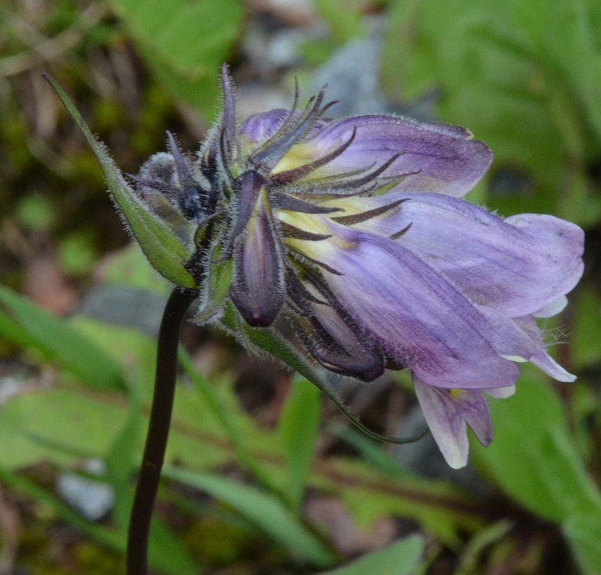 Image of Whipple's penstemon