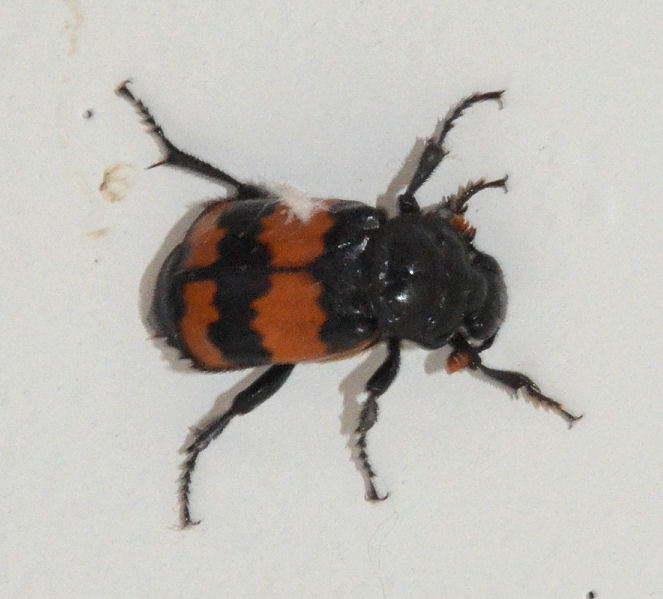 صورة Nicrophorus (Nicrophorus) marginatus (Fabricius 1801)