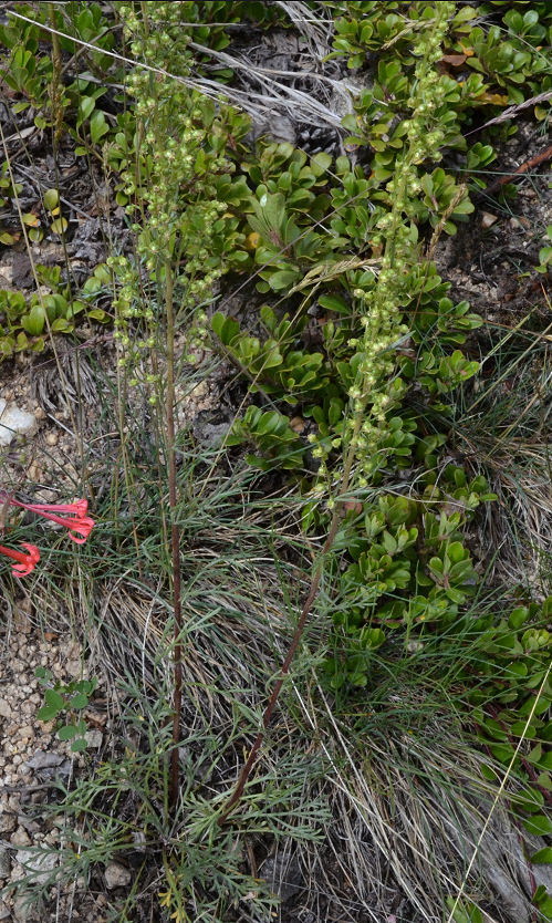 Image de Artemisia carruthii Alph. Wood ex Carruth.